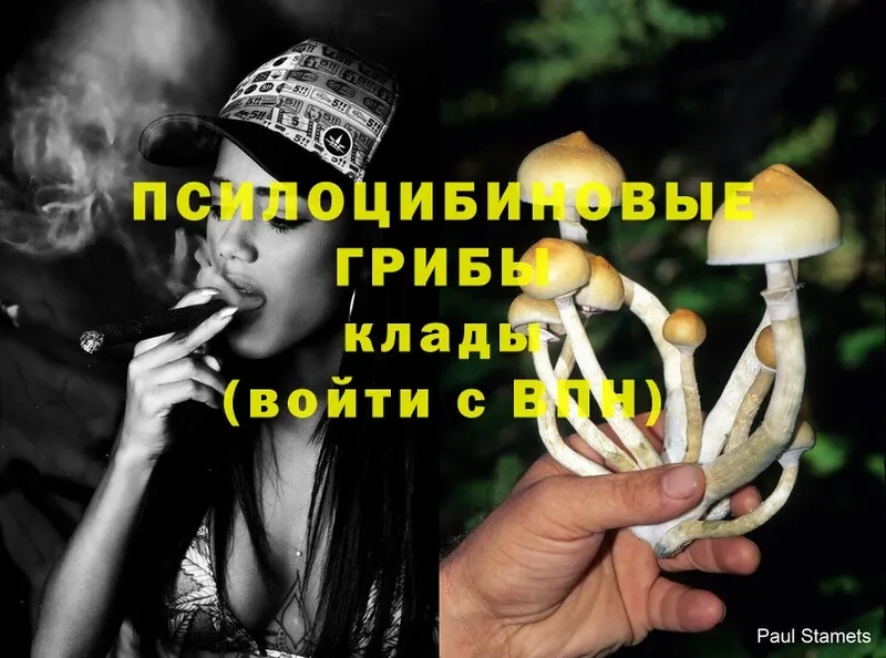 Псилоцибиновые грибы Psilocybine cubensis  Весьегонск 